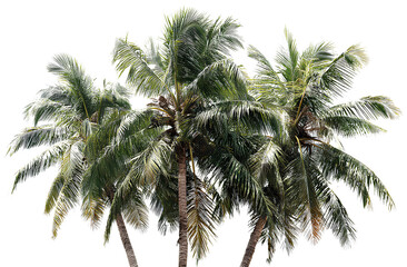  palm tree, with a transparent background. the palm tree has dark green leaves, and there is no shadow on the white background.