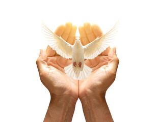 Hopeful Prayer with Dove in Flight