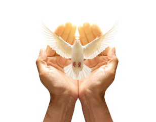 Hopeful Prayer with Dove in Flight