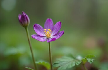 Fototapeta premium Close-up of small purple wildflower, Geranium phaeum, blooming in forest clearing. Delicate petals unfurl against soft green grass and vegetation. Bud awaits opening. Spring season nature detail.