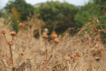 Field of Dry Thistles with Forest in Background