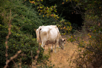 White Cow Emerging from Bushes on a Country Road