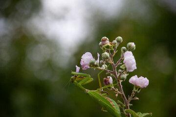 Delicate Pink Wildflowers Blooming Against Dark Background