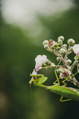 Delicate Pink Wildflowers Blooming Against Dark Background