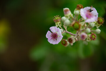 Delicate Pink Wildflowers Blooming Against Dark Background