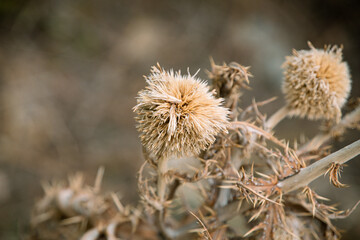 Dry Thistle Heads Close-Up with Soft Brown Background