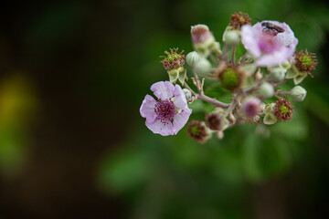 Delicate Pink Wildflowers Blooming Against Dark Background