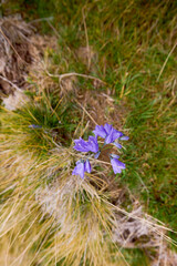 close up of a bell-shaped mountain flower