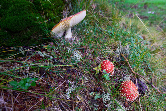mushroom in the grass at the edge of a forest - Powered by Adobe
