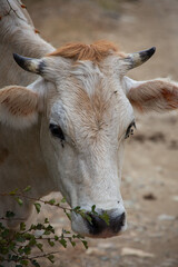 White Cow Emerging from Bushes on a Country Road