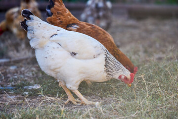 close up of chickens in a rural farm