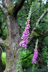 Close-up of a purple foxglove flower spike in woodland with blurred trees in the background. © Vicky