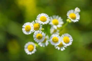 Beautiful bright lovely cluster of white daisy flowers blooming in garden, yellow center petals against soft green nature background, vibrant floral seasonal inspirational nature scene