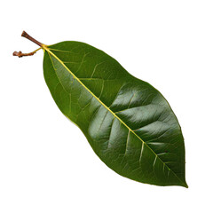 Obraz premium Close-up of a single, vibrant green leaf