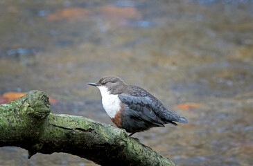 close-up of a dipper sitting on a mossy branch with water in the background