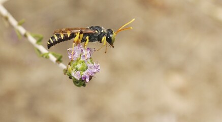 bee on a flower