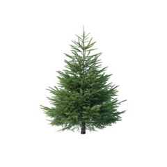 A realistic green fir tree with dense branches isolated on transparent background