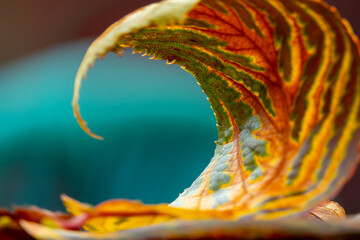 Close up of a rolled leaf in autumn, colorful fall foliage, autumnal colors