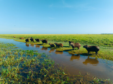 Aerial view of capybaras wading through a shallow stream cutting through the vibrant green plains under a vast, cloudless sky, Los Llanos, Barinas, Venezuela.