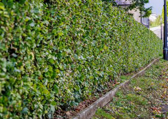 Recently cut hedge