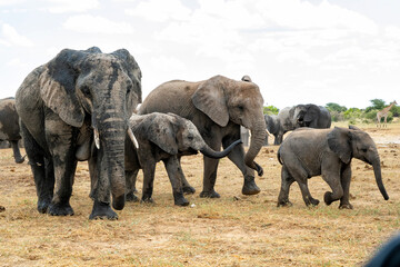 Fototapeta premium Elephant herd hanging around at a waterhole in Etosha National Park in Namibia