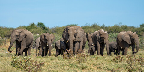 Fototapeta premium Elephant herd hanging around at a waterhole in Etosha National Park in Namibia
