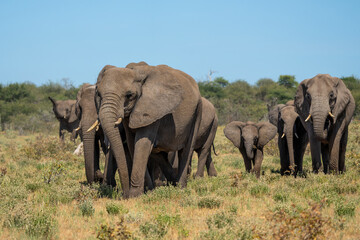 Fototapeta premium Elephant herd hanging around at a waterhole in Etosha National Park in Namibia