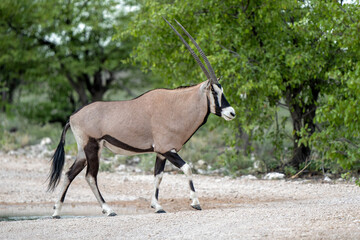 Oryx, African oryx, or gemsbok (Oryx gazella) searching for water and food in the dry Etosha National Park in Namibia