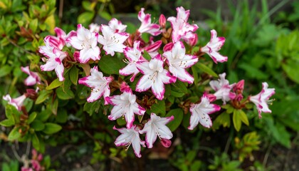 Naklejka premium Close-up of pink and white azalea blossoms