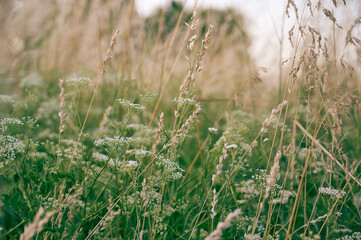 Field with grass in warm light. Natural background.