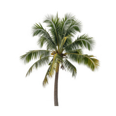 A tall green coconut palm tree with coconuts isolated on transparent background