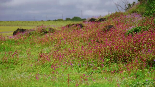 Landscape of Wild flowers bloomed on a plateau of western ghats of India in which pink balsam fully bloomed. In the video swaying of flower plants by wind and monsoon cloudy atmophere with greenery.