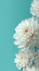 White dahlia flowers arranged elegantly on a turquoise background, creating a vibrant and fresh visual appeal, perfect for decorative or artistic purposes with copy space