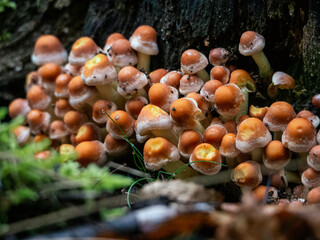 mushrooms in the forest