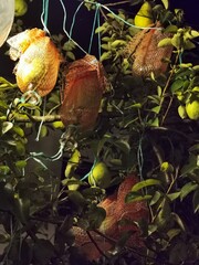 Williams pear growing inside of a bottle 