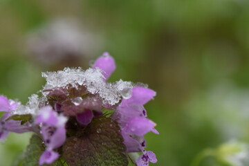 Close-up of purple dead nettle (Lamium purpureum) with ice crystals