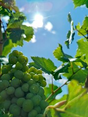 Grapes basking in the sun