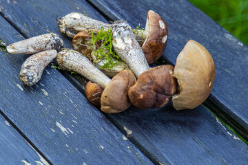 Fresh wild mushrooms on a blue wooden table. Rustic composition with forest moss, natural textures and earthy colors, perfect for seasonal