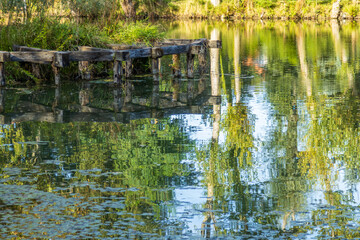 Obraz premium Old wooden pier on calm lake surrounded by lush greenery. Water reflects trees and sunlight. Serene natural scene perfect for relaxation, travel