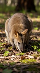 Fototapeta premium A forest floor-dwelling marsupial intently searches for sustenance amidst fallen leaves and mossy ground cover.