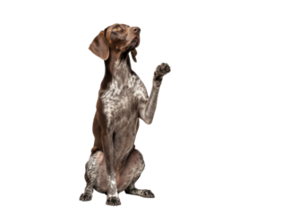 German Shorthaired Pointer, brown ticked, sitting with raised paw, head tilted, gazing up, in studio on white cyclorama, clean negative space, Concept of pet training & obedience
