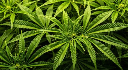 Close-up view of vibrant green cannabis foliage, showcasing intricate leaf patterns and a healthy growth.