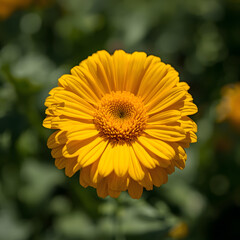 Obraz premium yellow flower of a sunflower