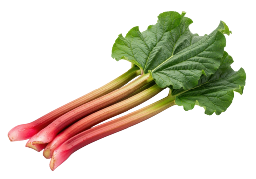 Pristine raw rhubarb stalks, vibrant green leaves, crimson to pink gradient, waxy texture, on transparent background with copy space, high-key studio light. Concept of healthy produce