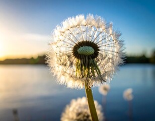 Dandelion by a lake at sunset