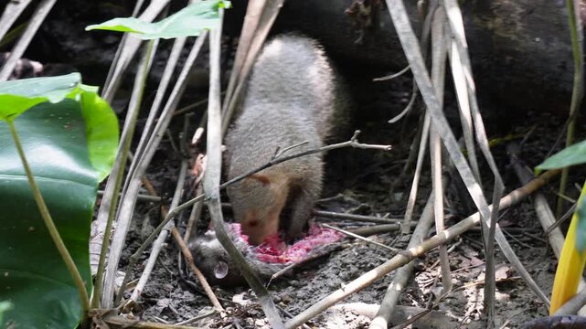 Indian grey mongoose preying on rodent in jungle undergrowth