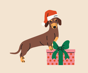 Christmas Dachshund with Gift and hat. Santa Dachshund and present flat illustration. Cute cartoon sausage dog. 