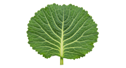 Single green leaf of Crambe maritima for botanical study isolated PNG with Transparent Background