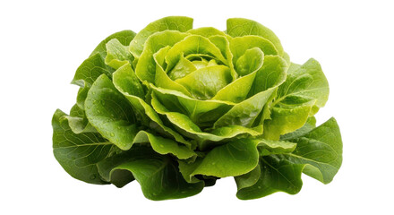 Fresh green butter lettuce isolated PNG with Transparent Background