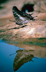 butterfly on the ground